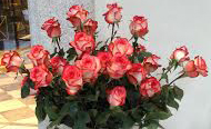 roseblush3